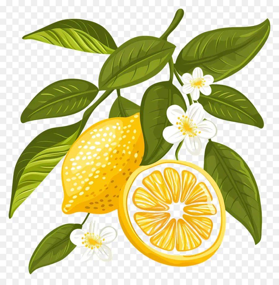 Yapraklı Limonlar，Limon Ve Çiçekler PNG