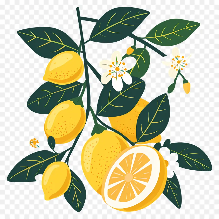 Yapraklı Limonlar，Limon Ve Çiçekler PNG