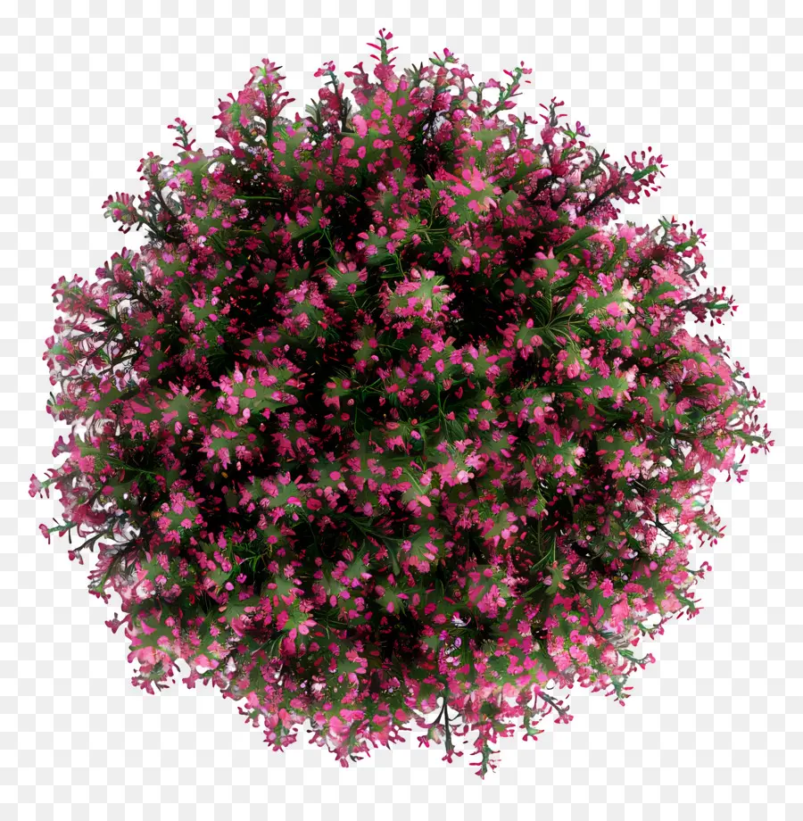 Çalı Üstten Görünüm，Pembe Çiçekler PNG