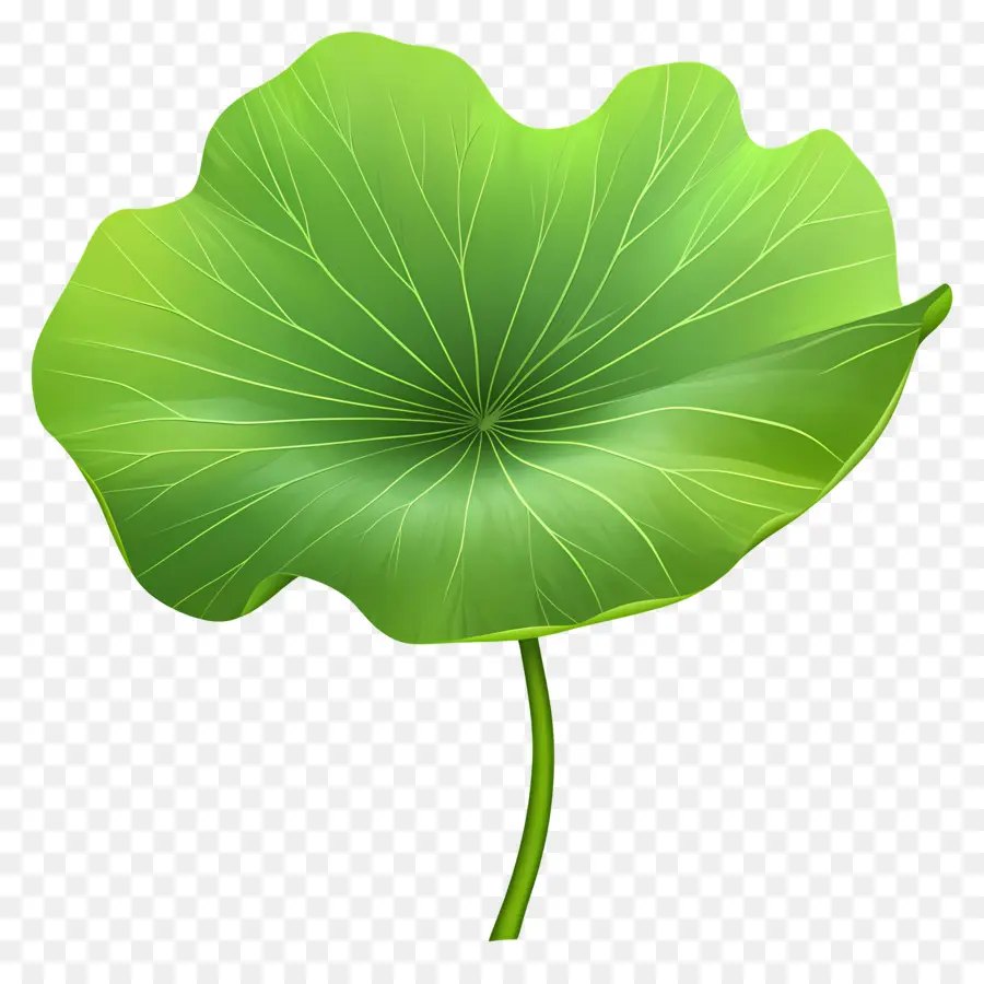 Lotus Yaprağı，Yeşil Yaprak PNG