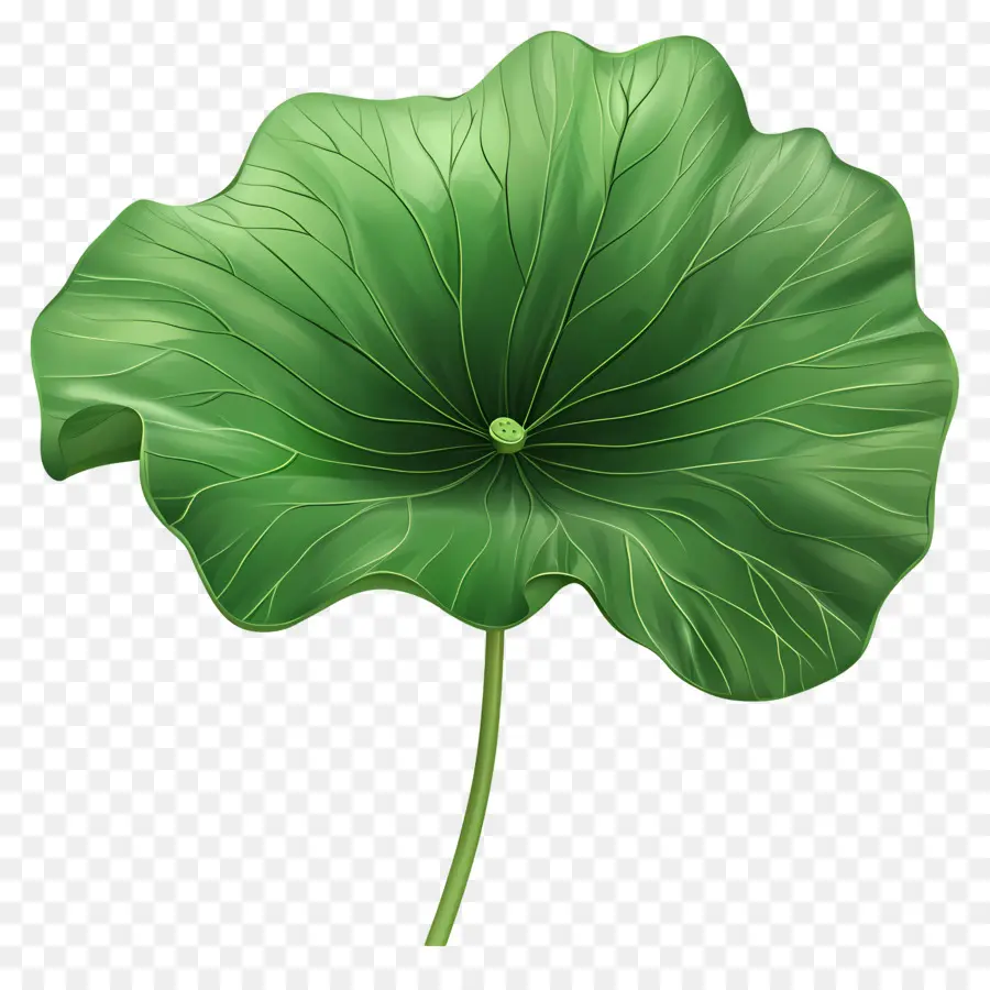 Lotus Yaprağı，Yeşil Yaprak PNG