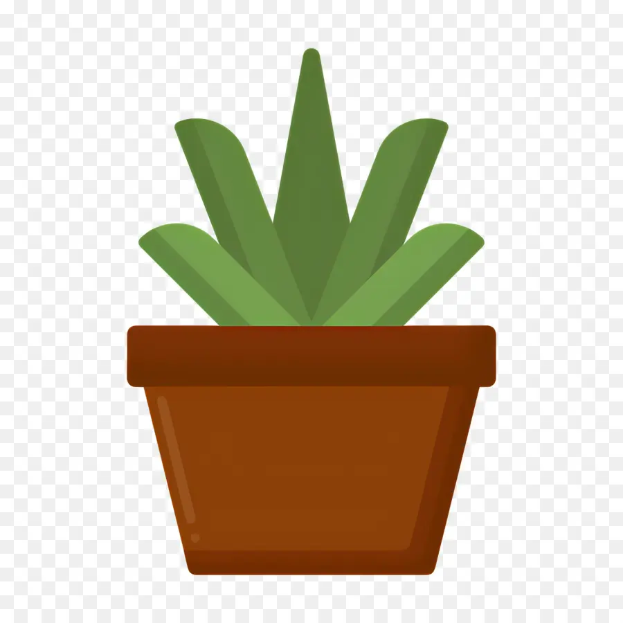 Aloe Vera，Saksı Aloe Vera PNG