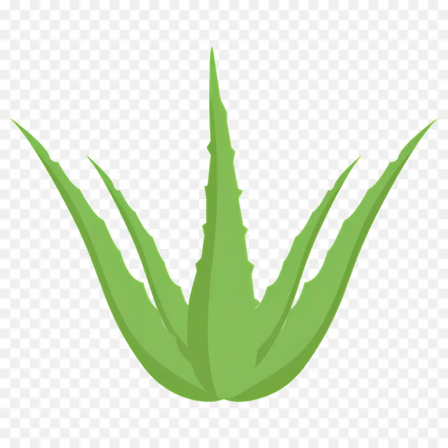 Aloe Vera，Yeşil Bitki PNG