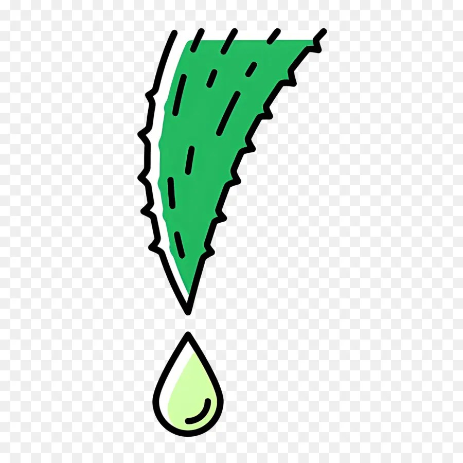 Aloe Vera，Yaprak PNG