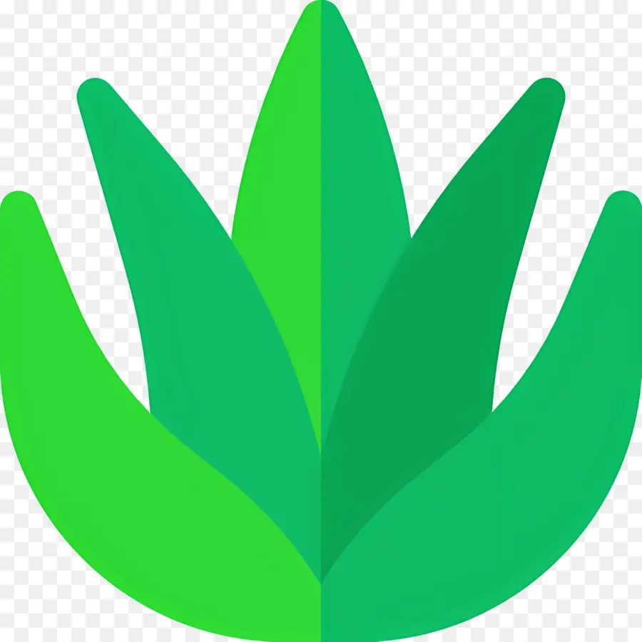 Aloe Vera，Yeşil Bitki PNG