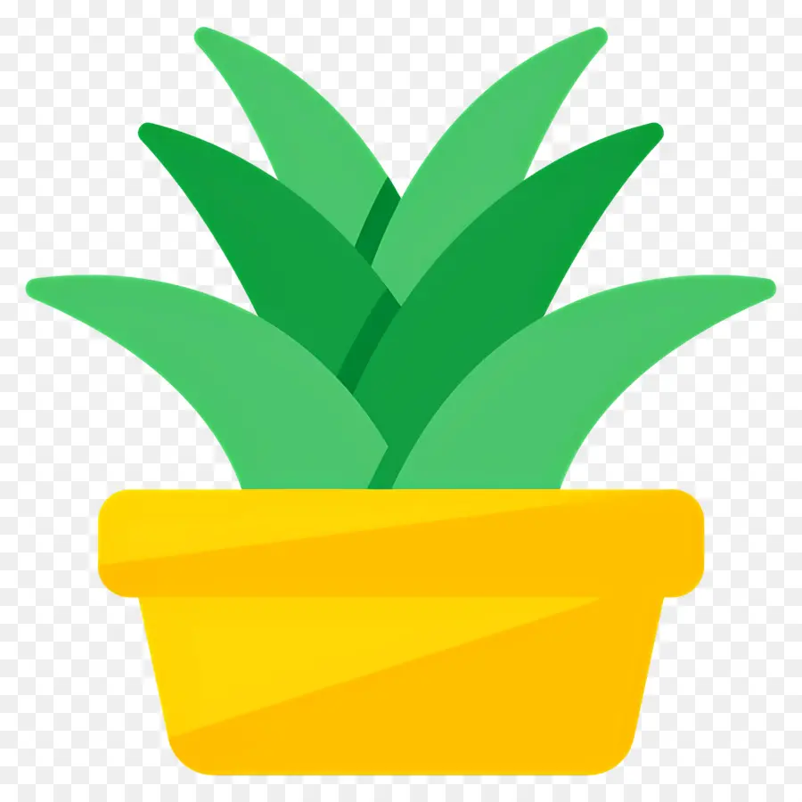 Aloe Vera，Yeşil Bitki PNG