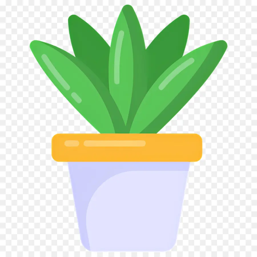 Aloe Vera，Yeşil Bitki PNG