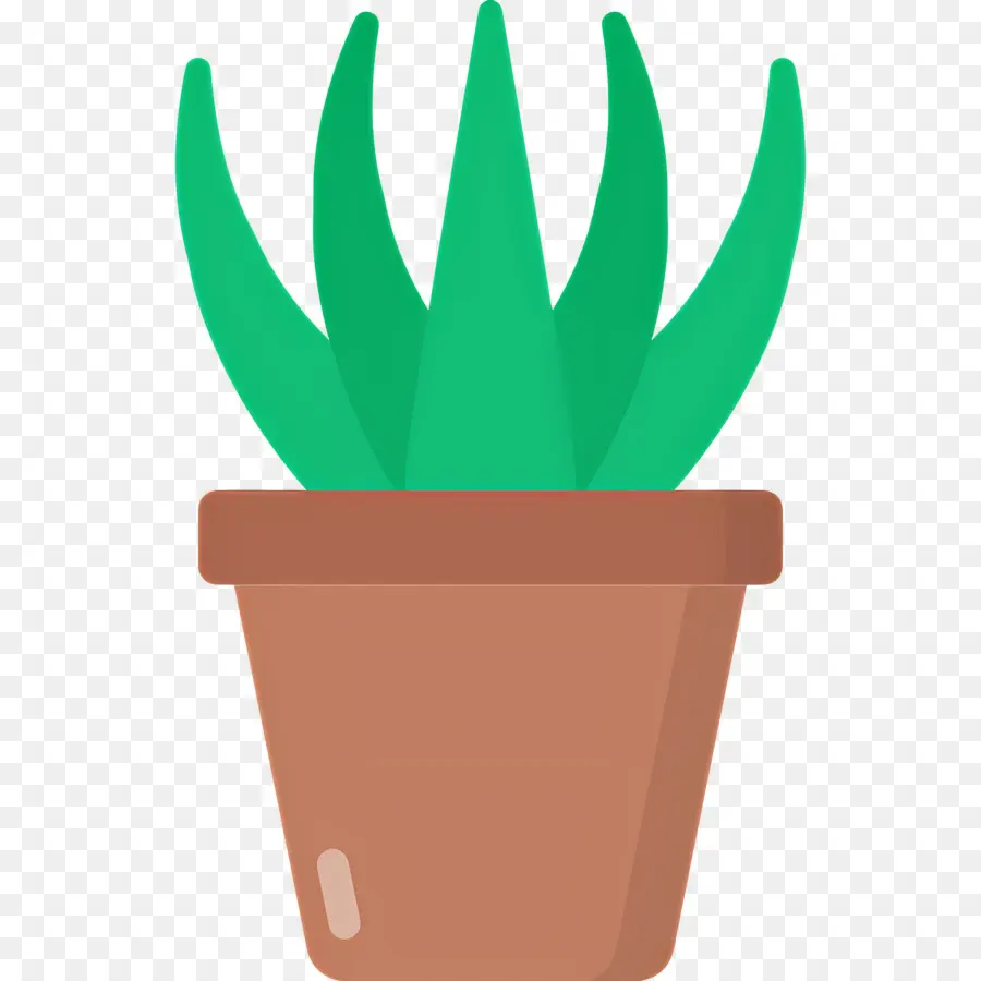 Aloe Vera，Saksı Aloe Vera PNG