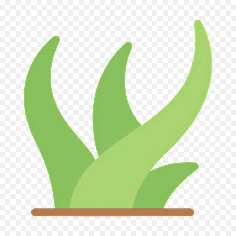 Aloe Vera，Çimen PNG