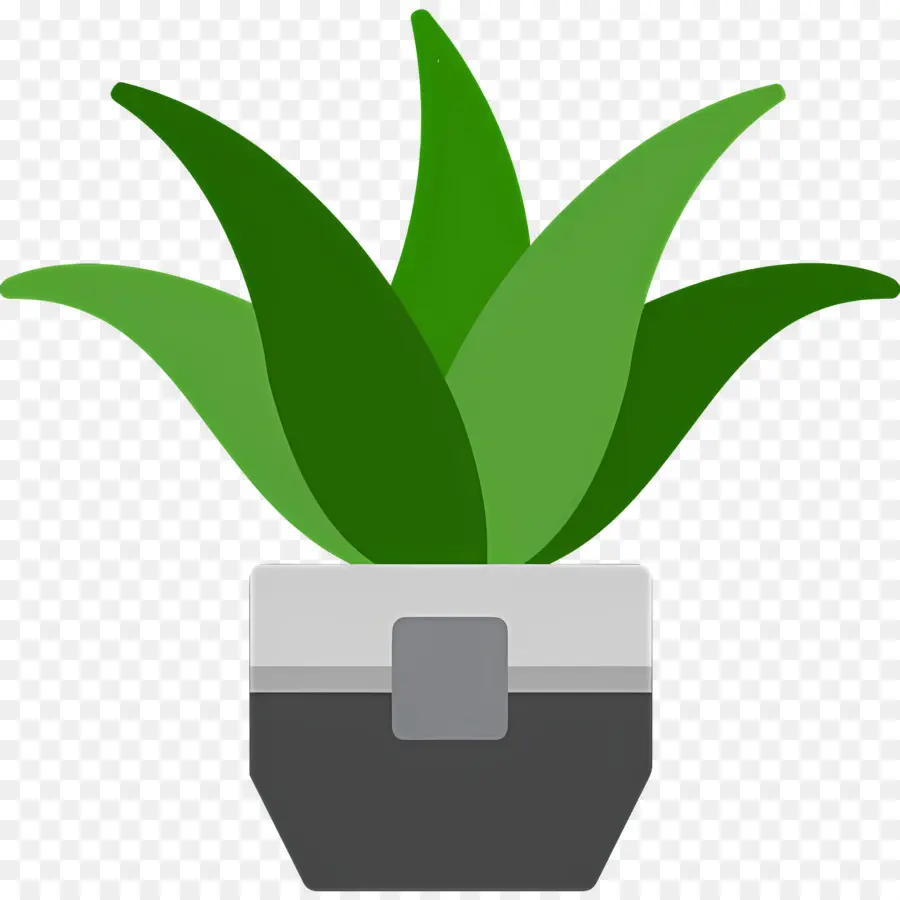 Aloe Vera，Yeşil Bitki PNG