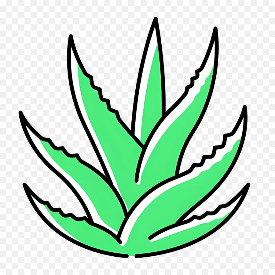 Aloe Vera，Yaprak PNG