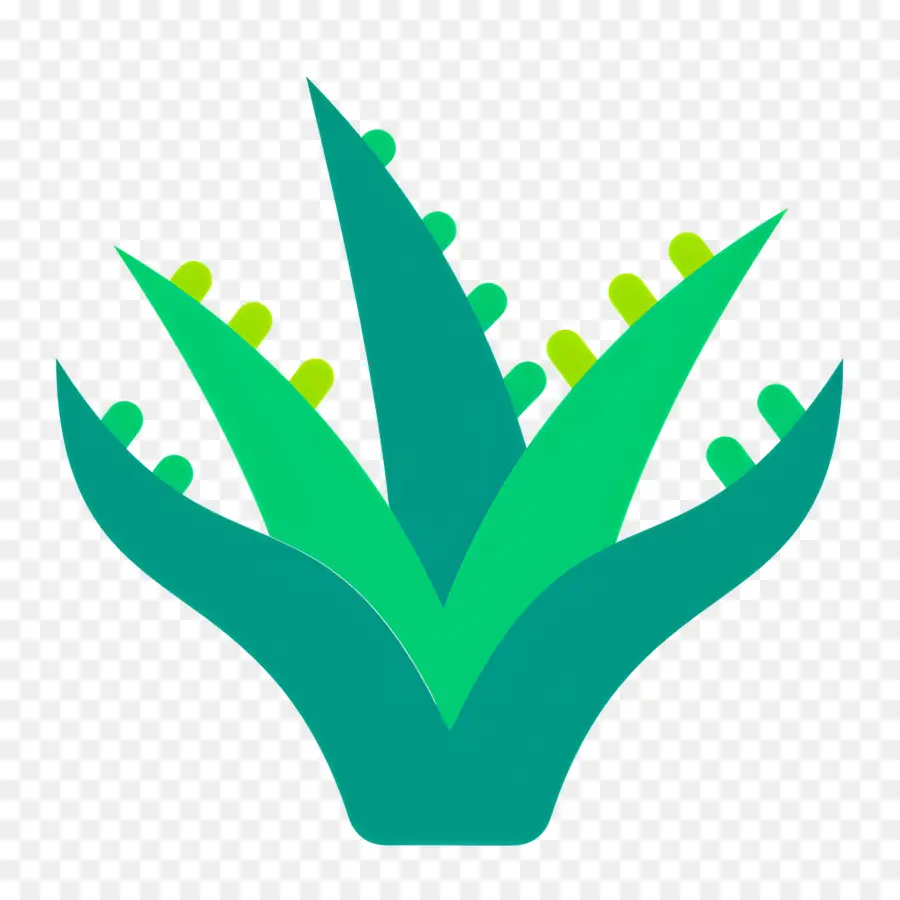 Aloe Vera，Yeşil Bitki PNG