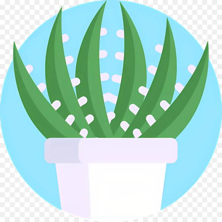 Aloe Vera，Yeşil Bitki PNG