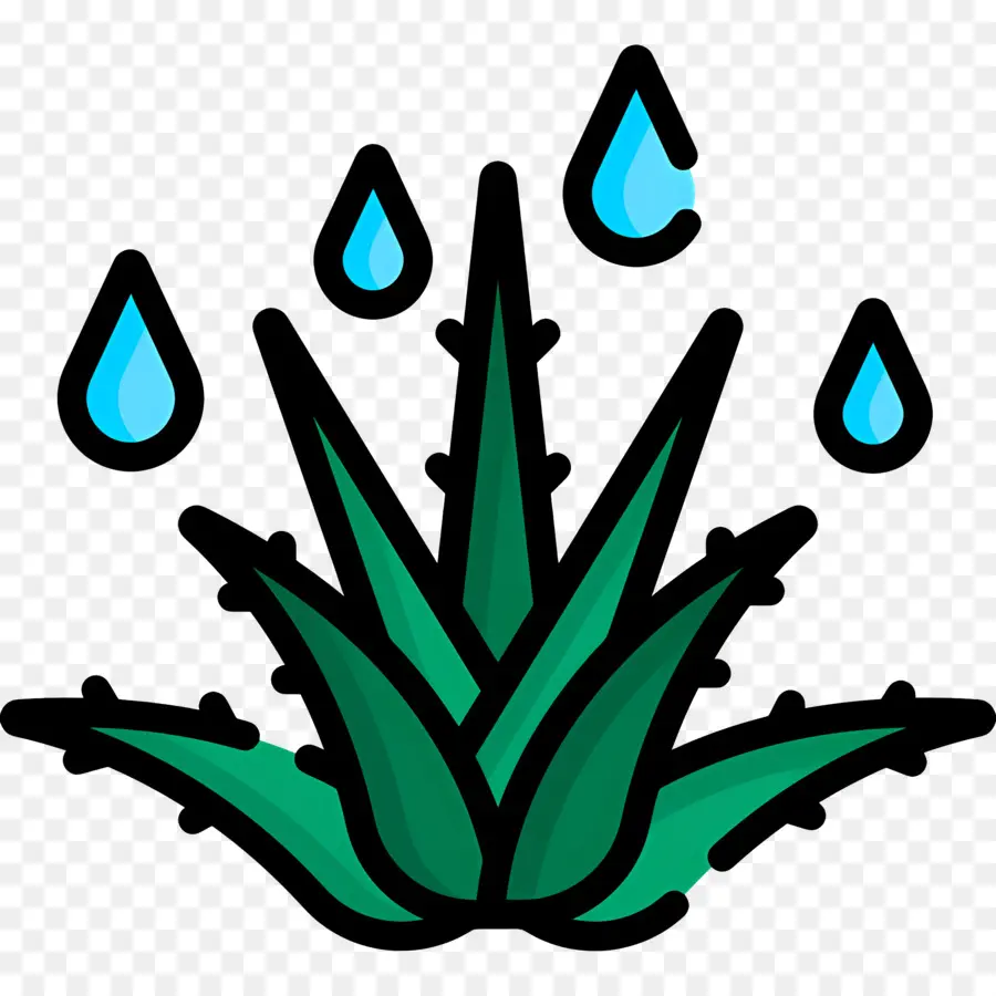 Aloe Vera，Su PNG