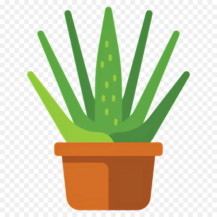 Aloe Vera，Saksı Aloe Vera PNG