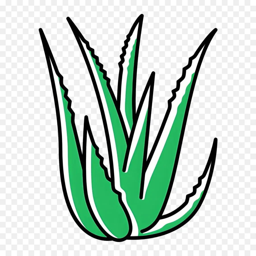 Aloe Vera，Yaprak PNG