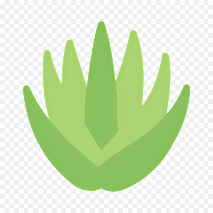 Aloe Vera，Yeşil Bitki PNG