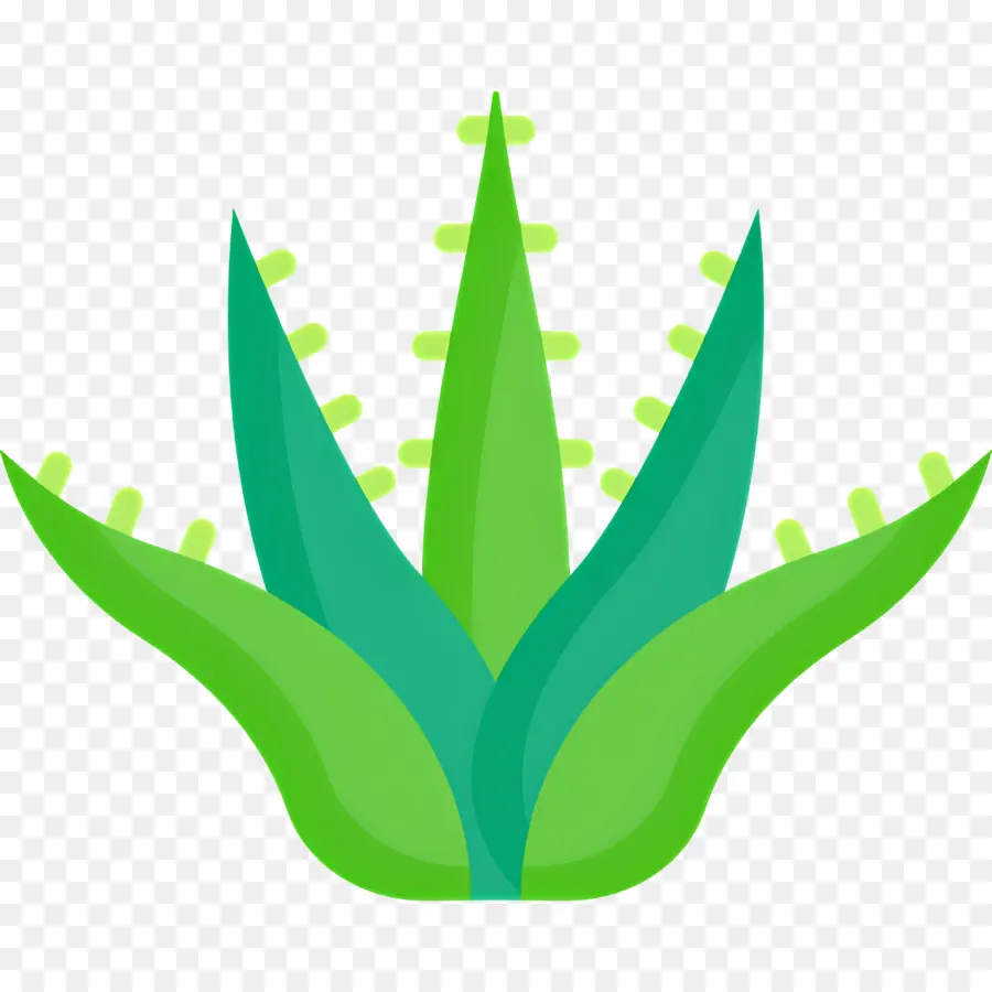 Aloe Vera，Yeşil Bitki PNG