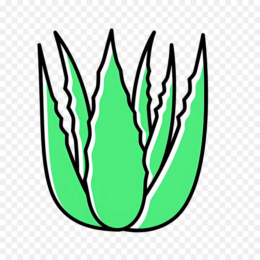 Aloe Vera，Yaprak PNG