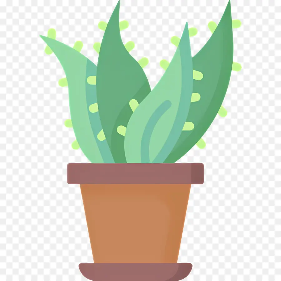 Aloe Vera，Saksı Bitkisi PNG