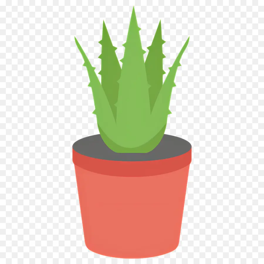 Aloe Vera，Saksı Bitkisi PNG